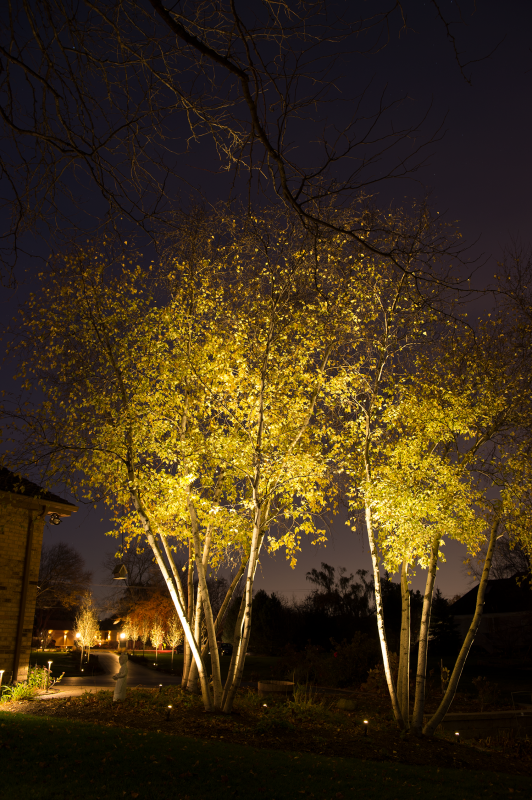 landscape lighting uplit trees